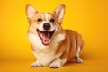 very happy dog corgi on yellow bright background Royalty Free Stock Photo