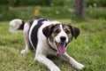 Very happy dog on the grass