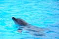 Very happy dolphins