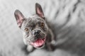 Very happy French bulldog dog , top view Royalty Free Stock Photo