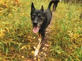 A very happy German Shepherd Siberian Husky mixed-breed dog standing on a trail in autumn at Assiniboine Forest in Winnipeg, Royalty Free Stock Photo