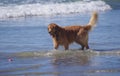 Happy golden retriever at dog beach with his eye on the ball Royalty Free Stock Photo