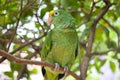 Very happy parrot climbing up and downa large tree