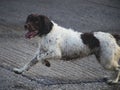 A very happy small munsterlander heidewachtel with his tongue out of his mout. Dog run