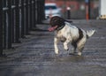 A very happy small munsterlander heidewachtel with his tongue out of his mout. Dog run