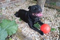 Very happy Staffordshire Bull Terrier with a grin on his face. He is lying down on stone with a big red plastic ball