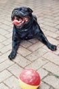 Very happy Staffordshire Bull Terrier with is mouth wide open lying on paving stones