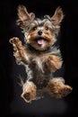 A very happy Yorkie dog jumping in the air .