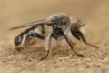 A very hairy robberfly this is Pycnopogon fasciculatus from the Gard France