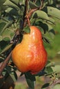 Very healthy pear Pyrus communis Williams from home garden Royalty Free Stock Photo