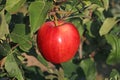 Very healthy red apple Malus domestica `Gala` from home garden Royalty Free Stock Photo