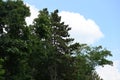 very high green trees in the mountains in the sunshine Royalty Free Stock Photo