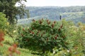 very high green trees in the mountains in the sunshine Royalty Free Stock Photo