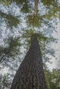 Very high trees seen from below in a forest in scotland