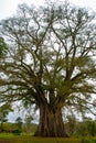 Very huge, giant tree with roots and green leaves in the Philippines, Negros island, Kanlaon.