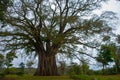 Very huge, giant tree with roots and green leaves in the Philippines, Negros island, Kanlaon.