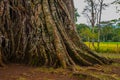 Very huge, giant tree with roots and green leaves in the Philippines, Negros island, Kanlaon.