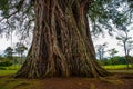 Very huge, giant tree with roots and green leaves in the Philippines, Negros island, Kanlaon.