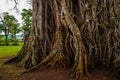 Very huge, giant tree with roots and green leaves in the Philippines, Negros island, Kanlaon. Royalty Free Stock Photo