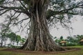 Very huge, giant tree with roots and green leaves in the Philippines, Negros island, Kanlaon.