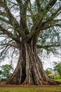 Very huge, giant tree with roots and green leaves in the Philippines, Negros island, Kanlaon.