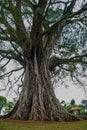 Very huge, giant tree with roots and green leaves in the Philippines, Negros island, Kanlaon.