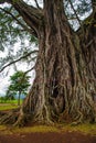 Very huge, giant tree with roots and green leaves in the Philippines, Negros island, Kanlaon.