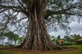 Very huge, giant tree with roots and green leaves in the Philippines, Negros island, Kanlaon.