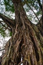 Very huge, giant tree with roots and green leaves in the Philippines, Negros island, Kanlaon.