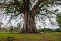 Very huge, giant tree with roots and green leaves in the Philippines, Negros island, Kanlaon. Royalty Free Stock Photo