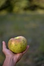 A very huge green apple in the hand. autumn harvest in the orchard. Malus pumila organic fruit at the farm