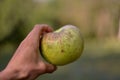 A very huge green apple in the hand. autumn harvest in the orchard. Malus pumila organic fruit at the farm Royalty Free Stock Photo