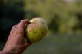 A very huge green apple in the hand. autumn harvest in the orchard. Malus pumila organic fruit at the farm