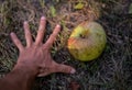 A very huge green apple in the hand. autumn harvest in the orchard. Malus pumila organic fruit at the farm Royalty Free Stock Photo