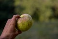 A very huge green apple in the hand. autumn harvest in the orchard. Malus pumila organic fruit at the farm Royalty Free Stock Photo