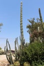 Very huge green cactus plants at the entrance to the settlement of Shluhot