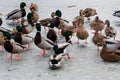 Very hungry ducks Royalty Free Stock Photo