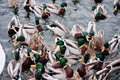 Very hungry ducks Royalty Free Stock Photo