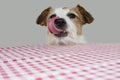 VERY HUNGRY JACK RUSSELL DOG BEGGING FOOD AND LICKING WITH TONGUE AT THE TABLE A WITH RED AND WHITE CHECKERED TABLECLOTH Royalty Free Stock Photo