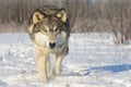 Very intense gaze of timber wolf