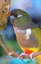 Very interesting burrowing parrot closeup Royalty Free Stock Photo