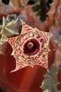 Very interesting blossom of Huernia zebrina