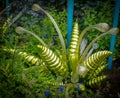 Very Interesting garden with glass and live plants