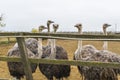 Very interesting and interested ostriches. Royalty Free Stock Photo