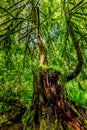 A Very Interesting Mystical Cedar Tree Covered with Moss