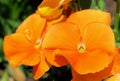 Very interesting orange Pansy flowers. Viola x wittrockiana.