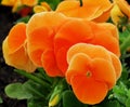 Very interesting orange Pansy flowers. Viola x wittrockiana. Royalty Free Stock Photo
