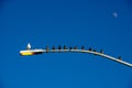 Very Interesting Shot of Birds on Light Pole All But ONE Facing Same Direction.