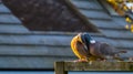 Very intimate couple of common wood pigeons together, bird mating season during spring, common birds of europe