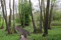 Very intresting trees in the park near the river Royalty Free Stock Photo